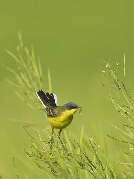 Keltavästäräkki, Yellow Wagtail, Motacilla flava